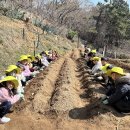 🥔 쁘띠텃밭에 씨감자를 심어요 🥔 이미지