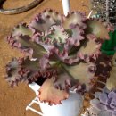 광영 농장 이미지