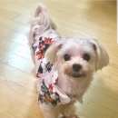 ANOTHER DOG 이미지