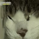 meow meow 이미지