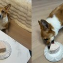 댕수무강 이미지