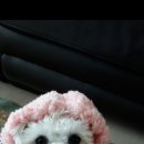 이쁜 댕댕이 이미지