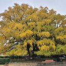 인천부평초등학교 이미지