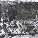 호랑이와 반달곰 이미지