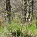 고사리곡 이미지