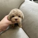 구미강아지 무료분양 퍼피이벤트 | 무더위 마지막 울산이벤트 강아지 분양&lt;소형견분양울산&gt;