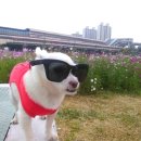 안양교