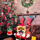 견생폼나개 이미지