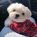 에바다애견 이미지