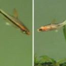 바브네이쳐 이미지