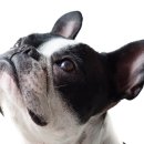 오팔농장 이미지