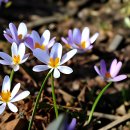 Spring Days(봄날)