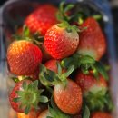 브이농장 | 속초 딸기 체험 후기｜양양 여행 중 당일 방문 가능했던 곳