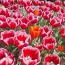 연지국수 이미지