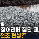 "지진 전조 현상?"…일본 해안서 정어리떼 집단 폐사 / SBS / 생생지구촌 이미지