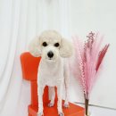 야옹아 멍멍해봐 미용실 이미지