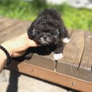 수원-1747 | 대화강아지분양 고민 끝내준 매력덩이 만남 후기