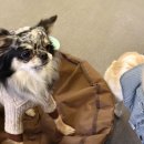 헤이퍼피 | HEY PUPPY 헤이퍼피 파주 운정 애견카페 다녀왔어요🐶🐾