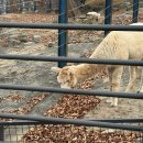 홍그루밍 | 서울대공원 나들이 후기, 주차·입장료·운영시간·동물원·스카이리프트 총정리.