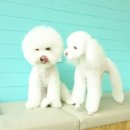 멍쌤 펫 살롱 이미지