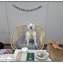 폼잡는개 이미지