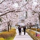 명품 벚꽃 길 이미지