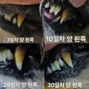 양치 | 강아지 양치 후기! 노견 양치 후기! 강아지 물로만 양치! 강아지 양치 효과! 강아지 양치 전후!