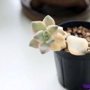 살구미농원 네이버블로그