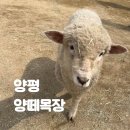 서울목장 | 서울 근교 양평 당일치기 코스 추천! 양떼목장 용문사 힐링여행 후기