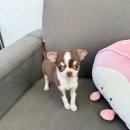 버디독 강아지분양 안심분양센터 시흥점 이미지