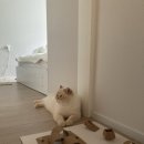 내집에쏙