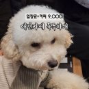 독특하개 | 신림 애견카페 겸 유치원 '독특하개' 후기