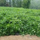 횡성양계 이미지