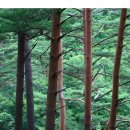 소광리 금강송 군락지 - 500년 된 소나무숲 이미지