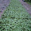 상조농장 이미지