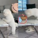 펫테이블 이미지