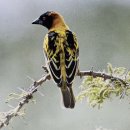 반딧불이 천문대 이미지