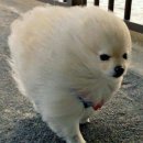 화명반점 이미지