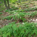 강림면351 이미지