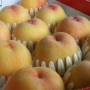 성실농장 이미지