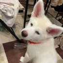 레오동물병원 이미지