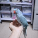 청록청과 네이버블로그