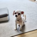 도리앤펫 이미지