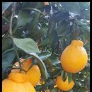 다미 농장 이미지