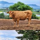 다산한우농장 이미지