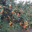 제주민박프리타타 이미지