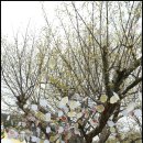 산수유 연인의길 티스토리