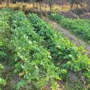 순수농장 이미지