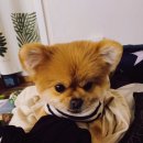 몽띠끄펫