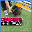 연동 유치원 | 강아지 산책교육,선생님이랑 이렇게 재미있을수 있나요? 송도애견유치원 산책훈련 리얼후기